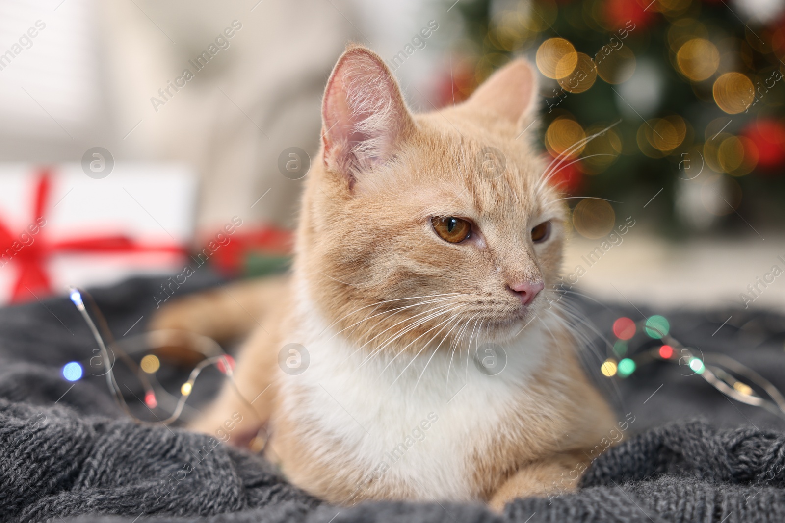 Photo of Cute ginger cat lying on blanket in room decorated for Christmas, closeup