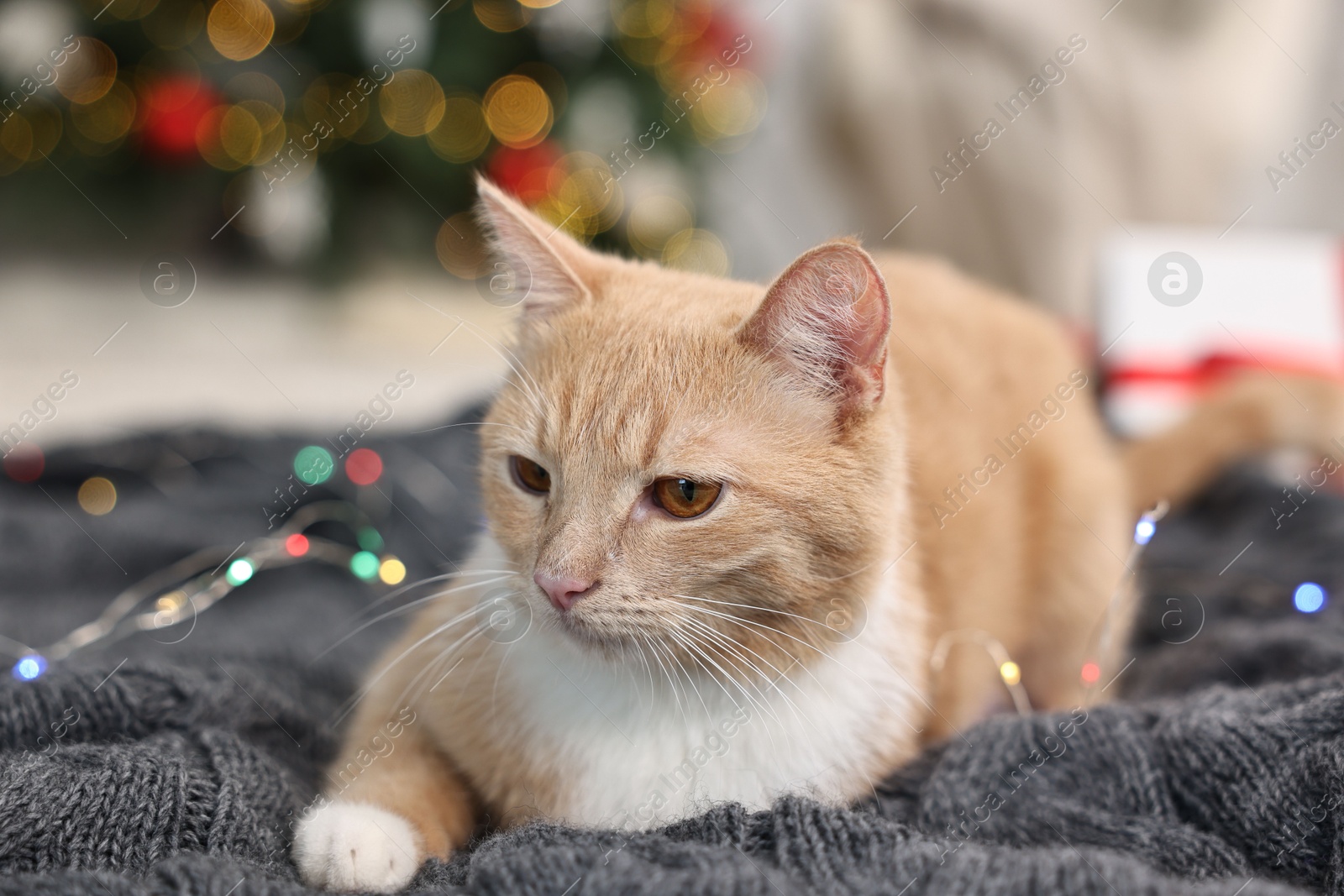 Photo of Cute ginger cat lying on blanket in room decorated for Christmas, closeup