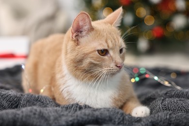 Photo of Cute ginger cat lying on blanket in room decorated for Christmas, closeup