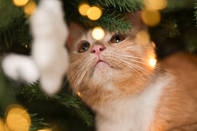 Photo of Cute ginger cat under Christmas tree indoors, closeup