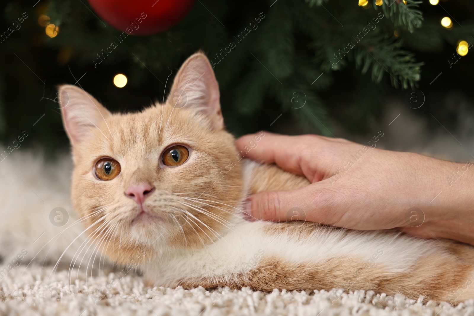 Photo of Woman petting cute ginger cat in room decorated for Christmas, closeup