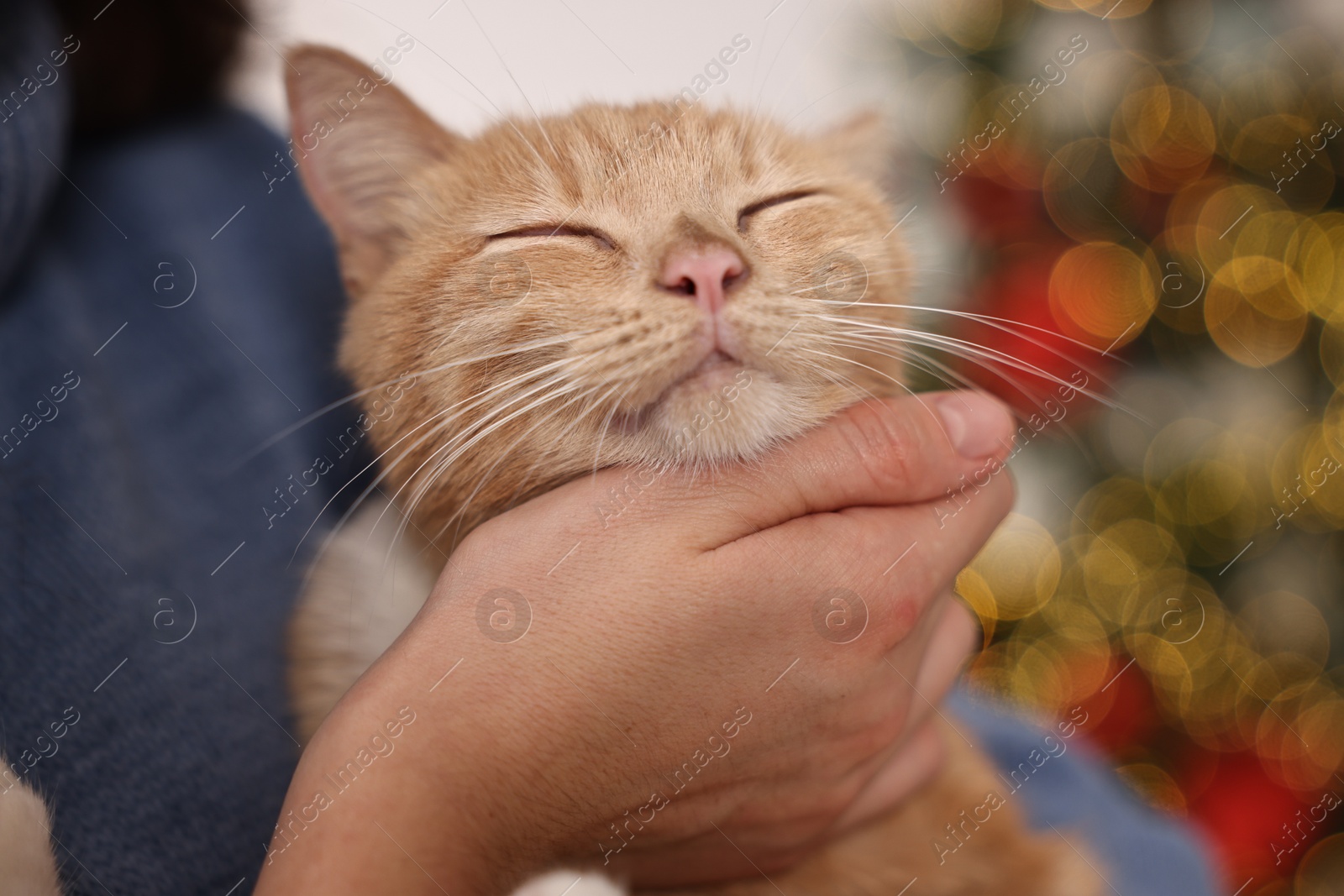 Photo of Woman petting cute ginger cat against blurred Christmas lights indoors, closeup