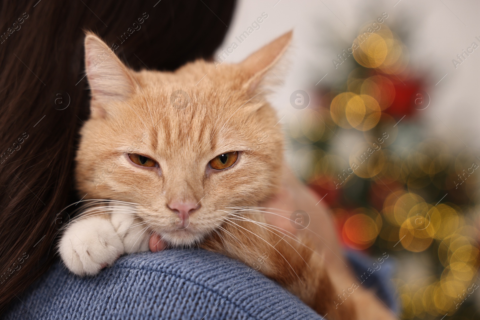 Photo of Woman with cute ginger cat against blurred Christmas lights indoors, closeup