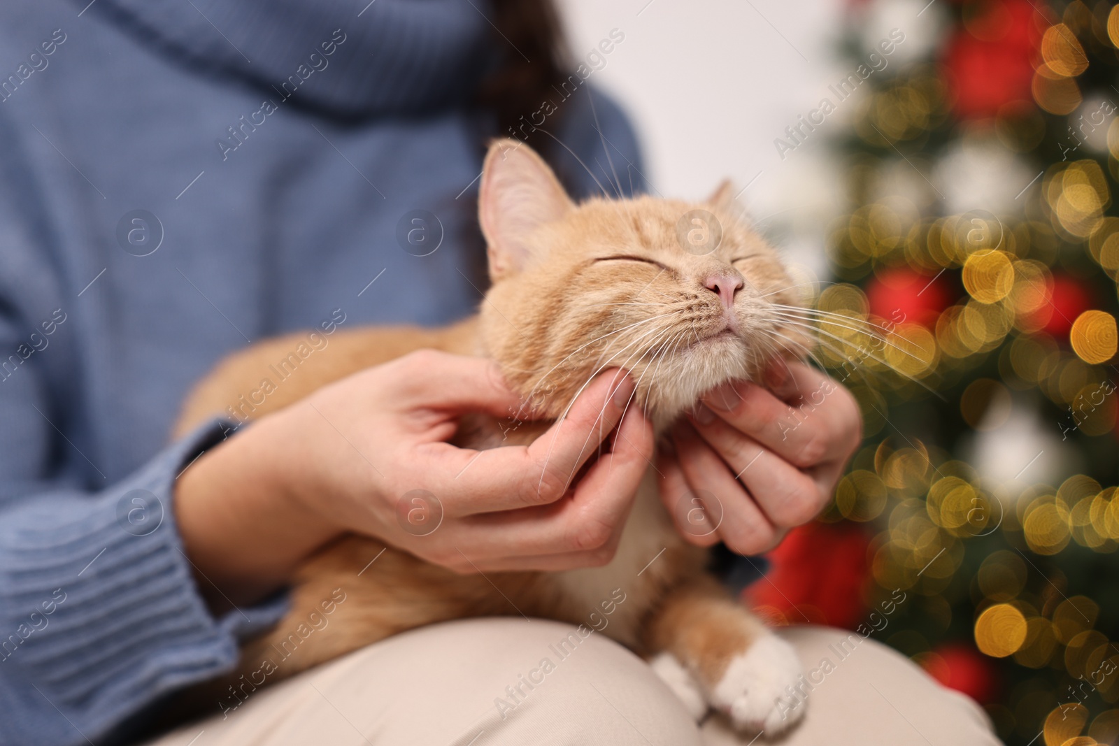 Photo of Woman petting cute ginger cat against blurred Christmas lights indoors, closeup