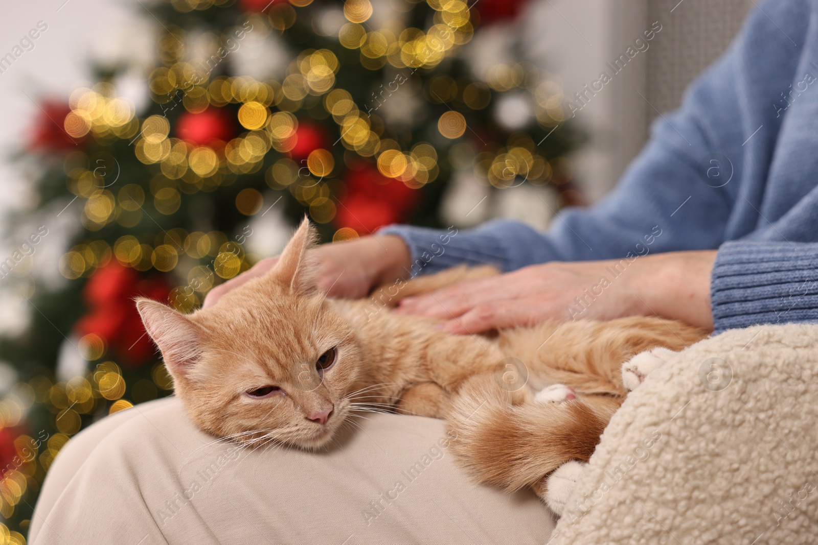 Photo of Woman with cute ginger cat against blurred Christmas lights indoors, closeup