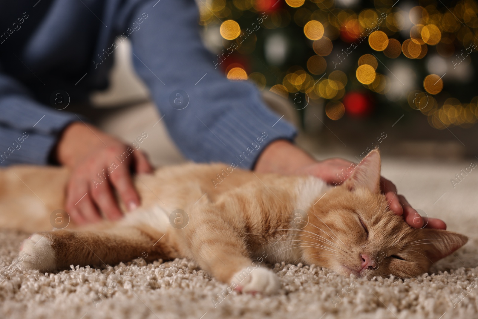 Photo of Woman petting cute ginger cat against blurred Christmas lights indoors, closeup