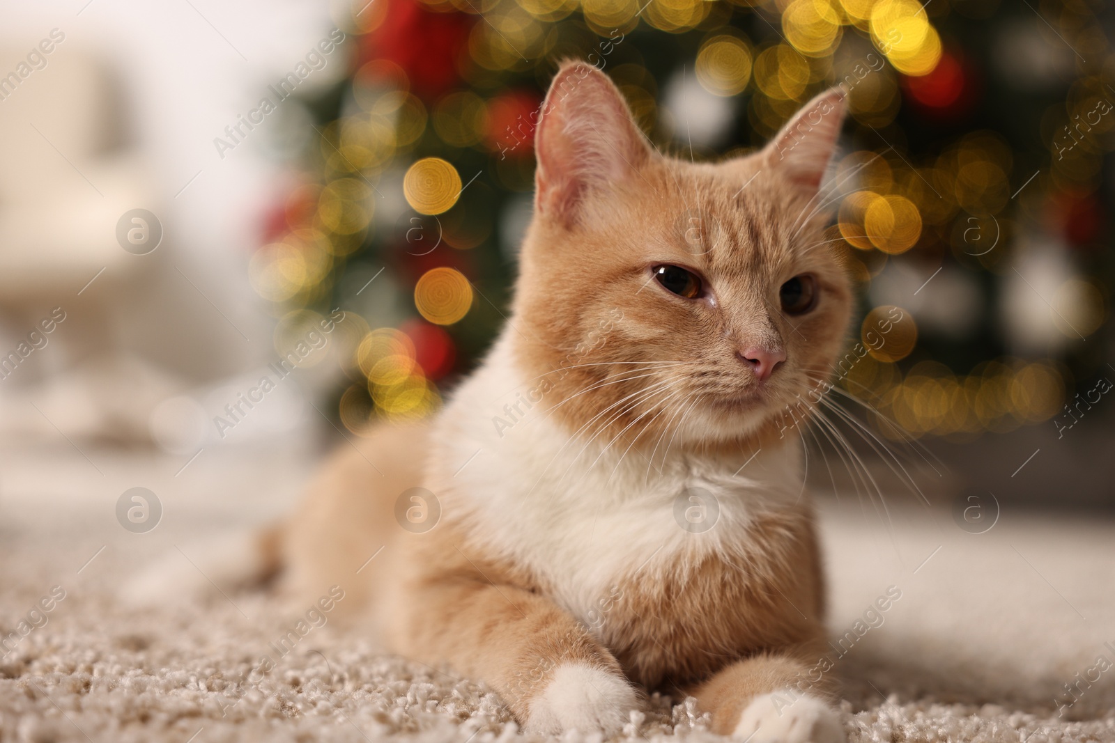 Photo of Cute ginger cat lying on rug in room decorated for Christmas, closeup