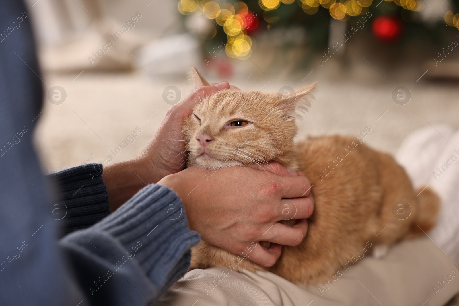 Photo of Woman petting cute ginger cat against blurred Christmas lights indoors, closeup