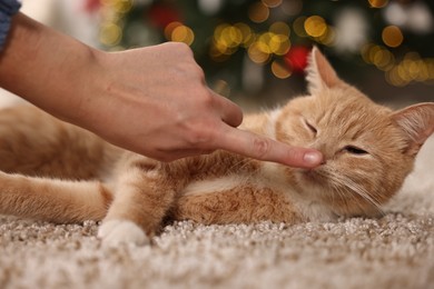 Woman petting cute ginger cat on rug against blurred Christmas lights indoors, closeup