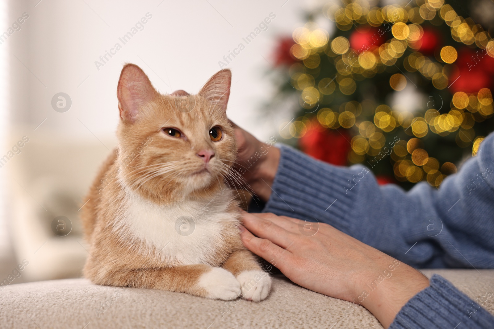 Photo of Woman petting cute ginger cat against blurred Christmas lights indoors, closeup