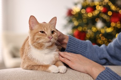 Woman petting cute ginger cat against blurred Christmas lights indoors, closeup