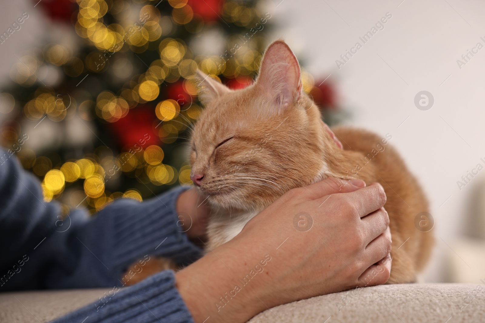 Photo of Woman with cute ginger cat against blurred Christmas lights indoors, closeup