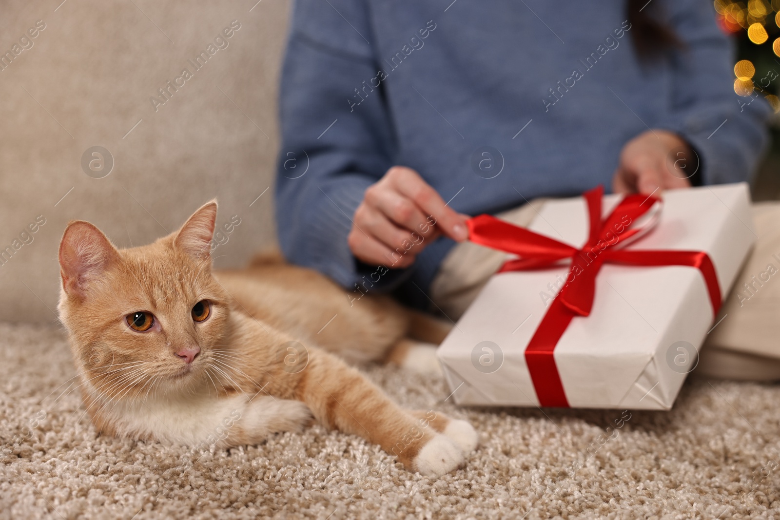 Photo of Woman opening Christmas gift and cute ginger cat lying on rug indoors, closeup