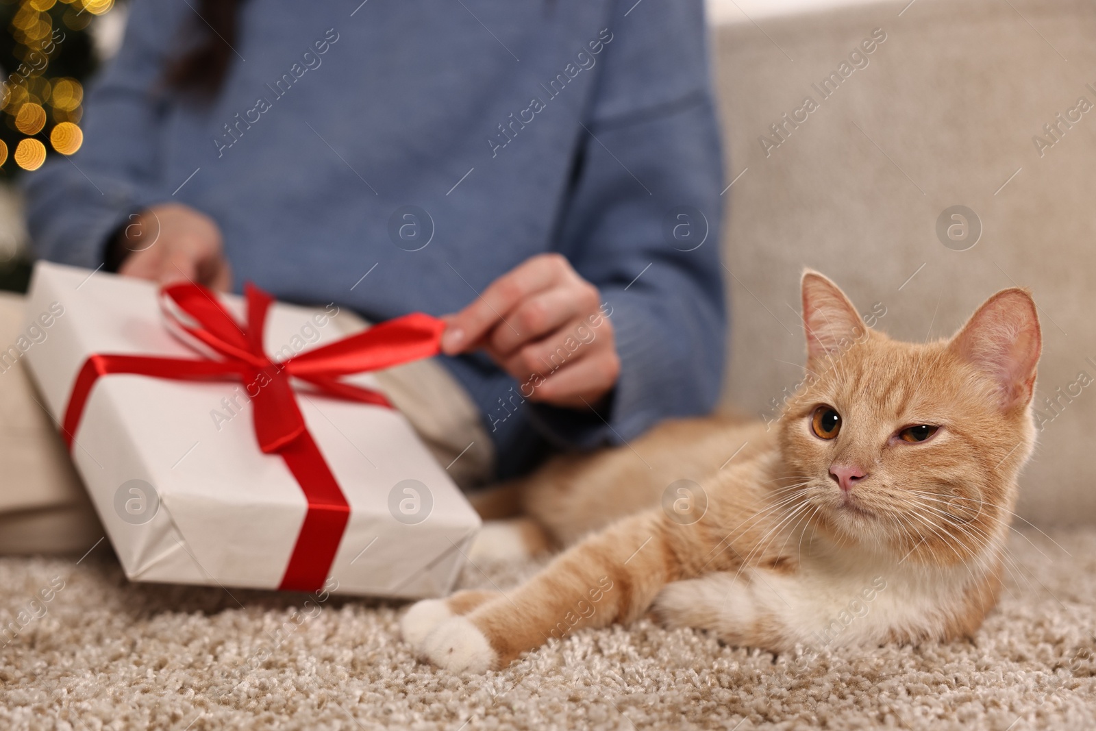 Photo of Woman opening Christmas gift and cute ginger cat lying on rug indoors, closeup