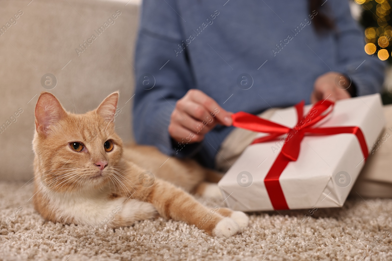 Photo of Woman opening Christmas gift and cute ginger cat lying on rug indoors, closeup