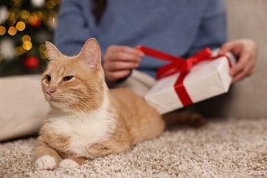 Photo of Woman opening Christmas gift and cute ginger cat lying on rug indoors, closeup