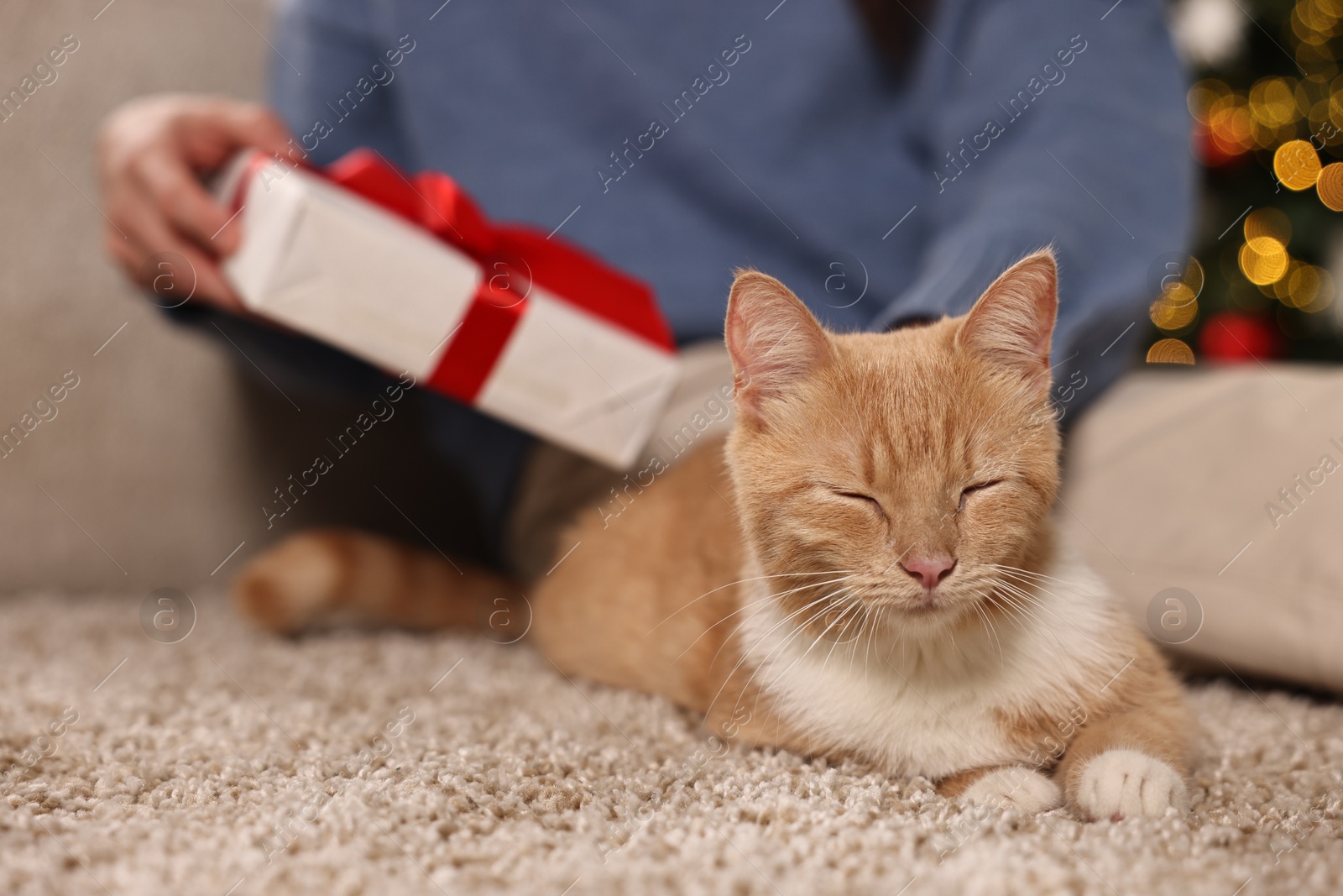 Photo of Woman with Christmas gift and cute ginger cat lying on rug indoors, closeup