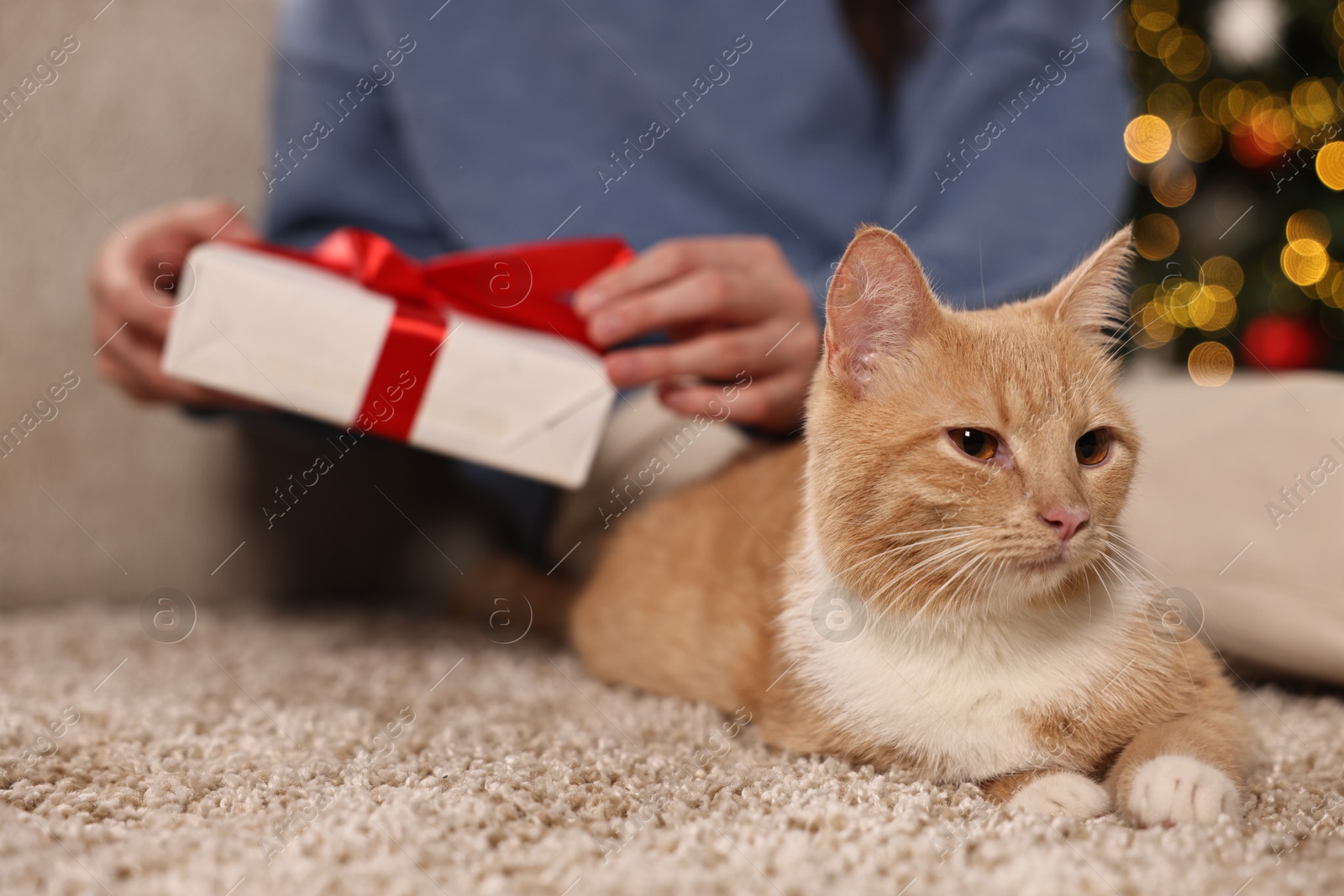 Photo of Woman with Christmas gift and cute ginger cat lying on rug indoors, closeup