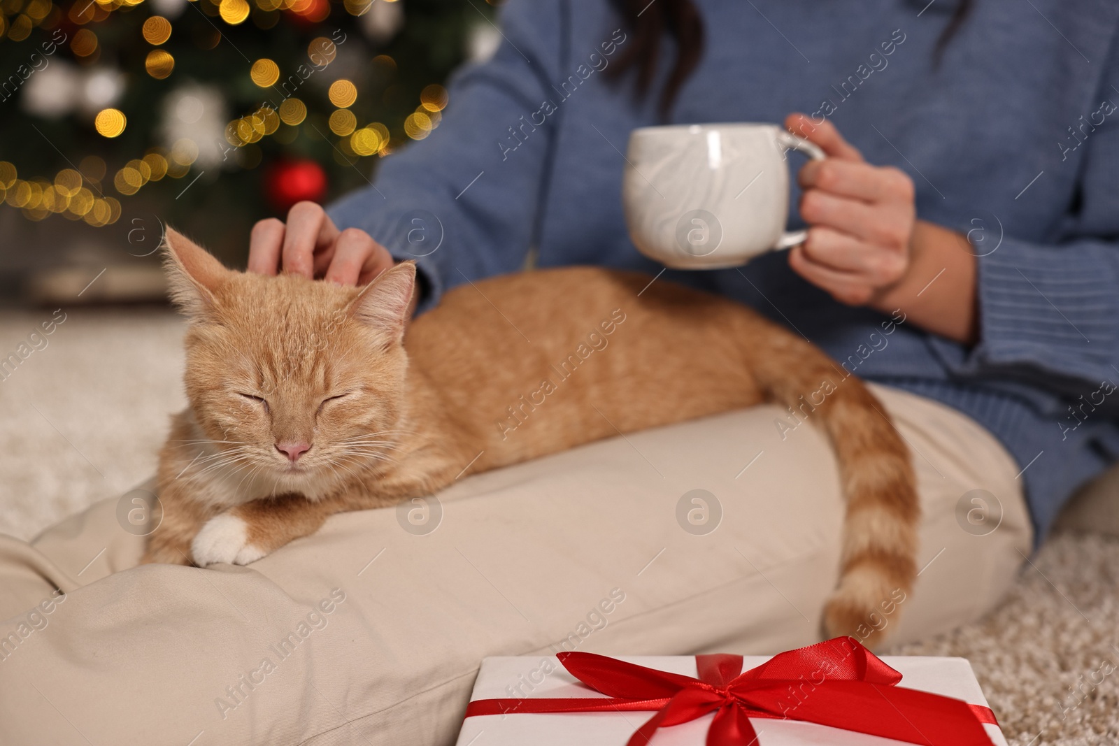 Photo of Woman petting cute ginger cat against blurred Christmas lights indoors, closeup