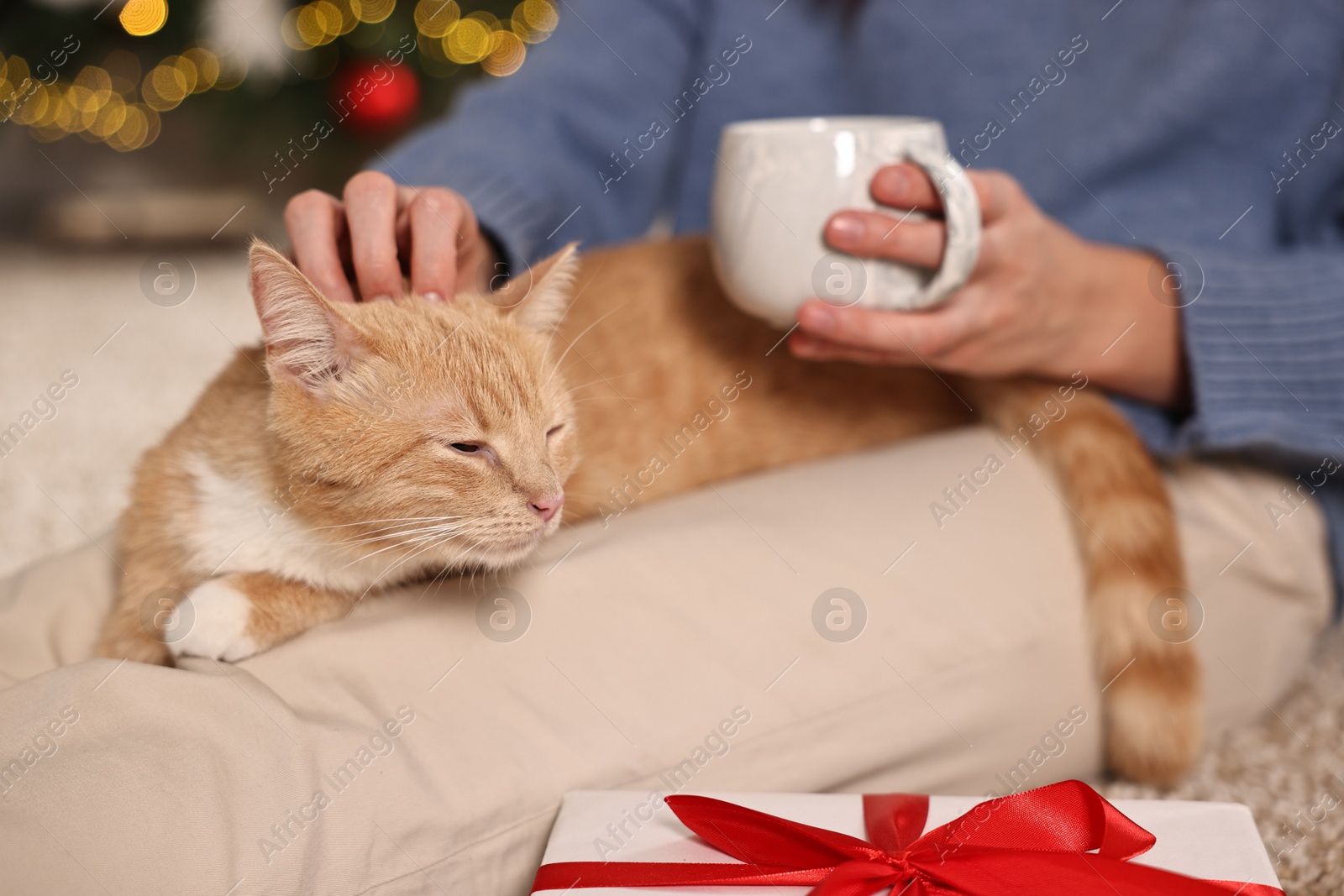 Photo of Woman petting cute ginger cat against blurred Christmas lights indoors, closeup