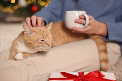 Woman petting cute ginger cat against blurred Christmas lights indoors, closeup