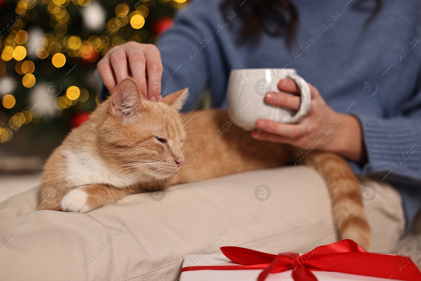 Photo of Woman petting cute ginger cat against blurred Christmas lights indoors, closeup