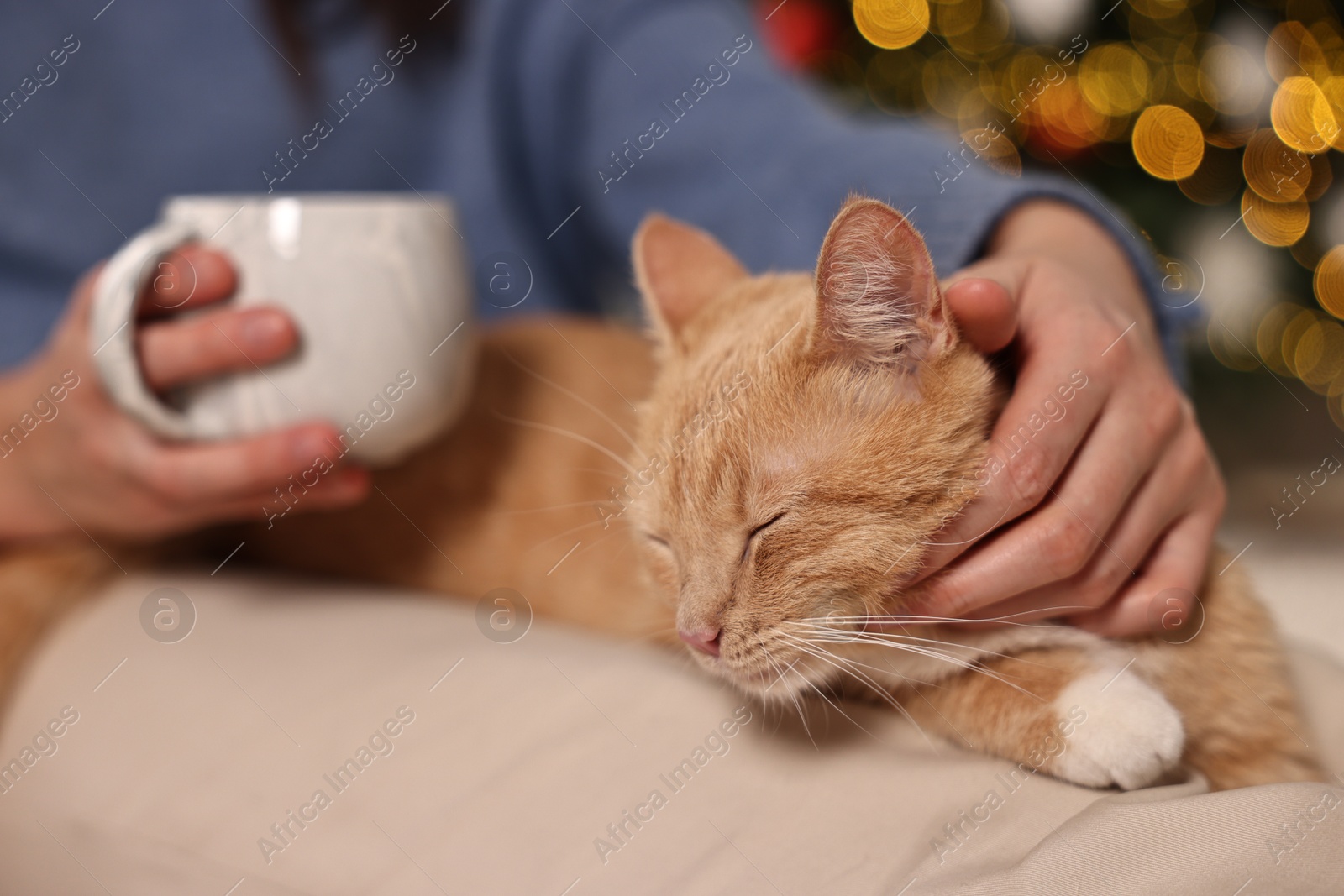 Photo of Woman petting cute ginger cat against blurred Christmas lights indoors, closeup