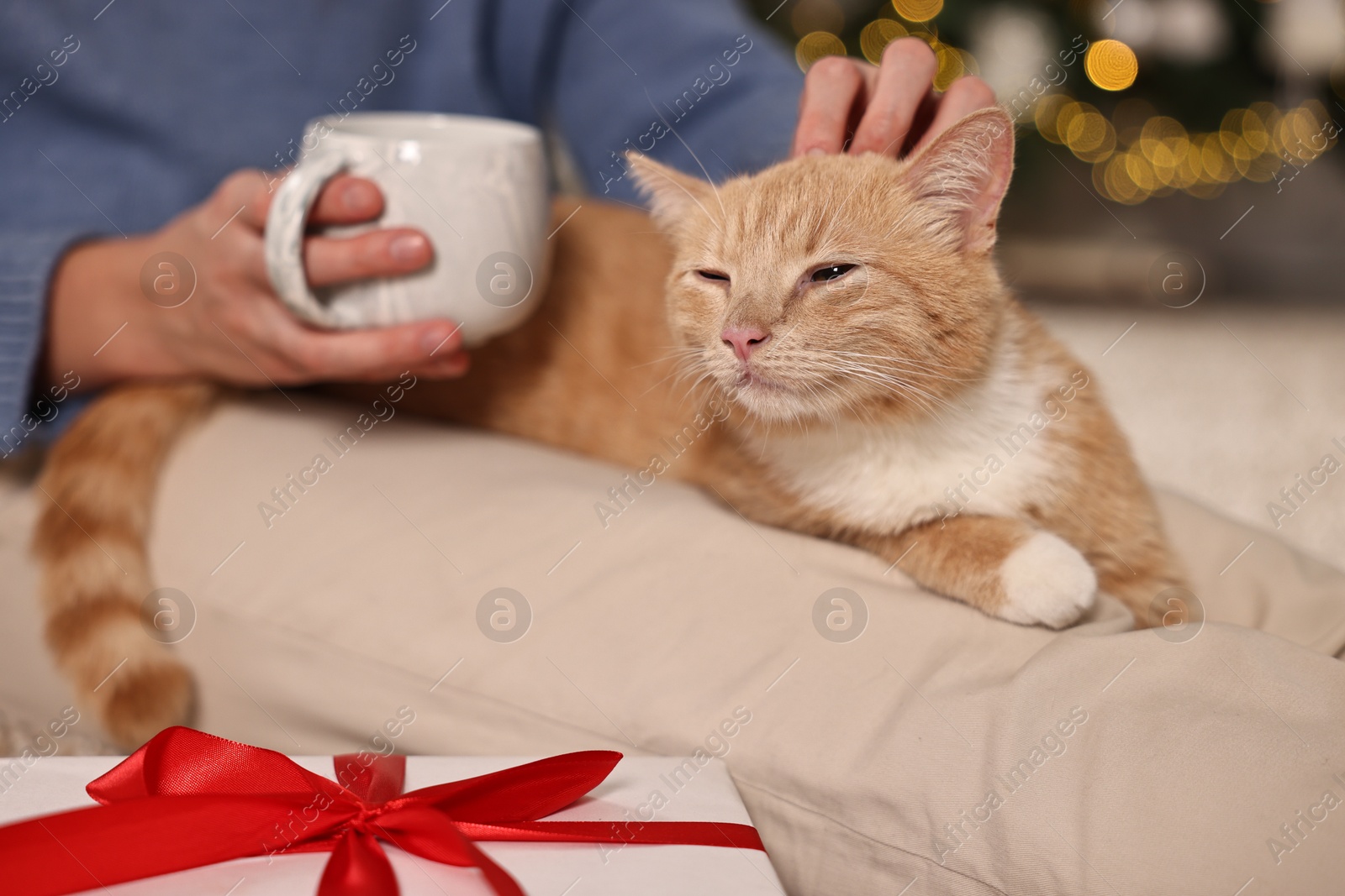 Photo of Woman petting cute ginger cat against blurred Christmas lights indoors, closeup