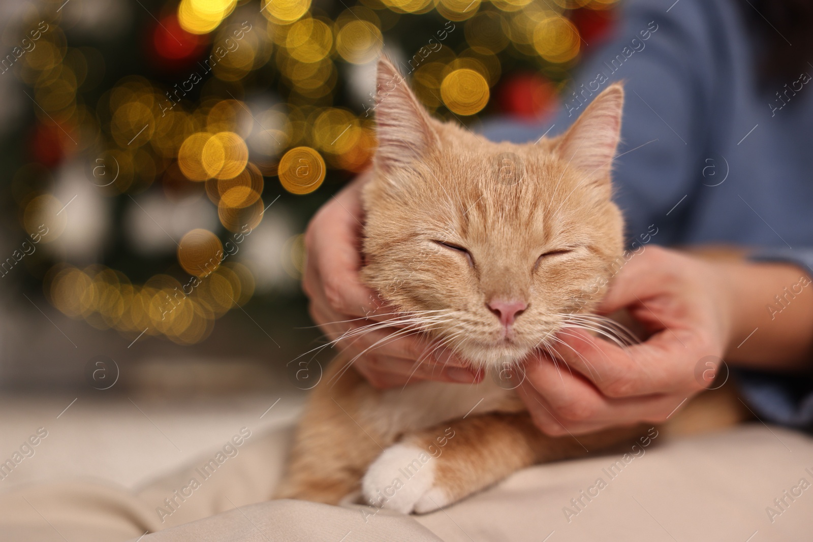 Photo of Woman petting cute ginger cat against blurred Christmas lights indoors, closeup