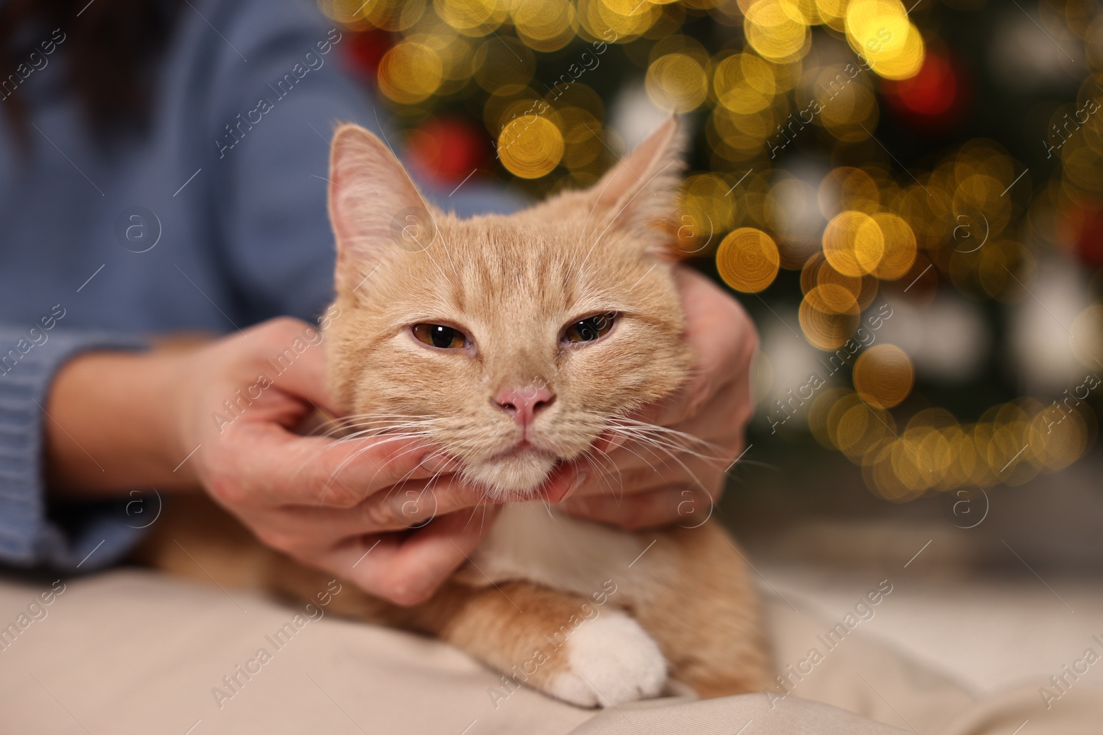 Photo of Woman petting cute ginger cat against blurred Christmas lights indoors, closeup