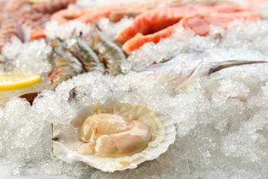 Photo of Fresh scallop, shrimps and other sea food on ice