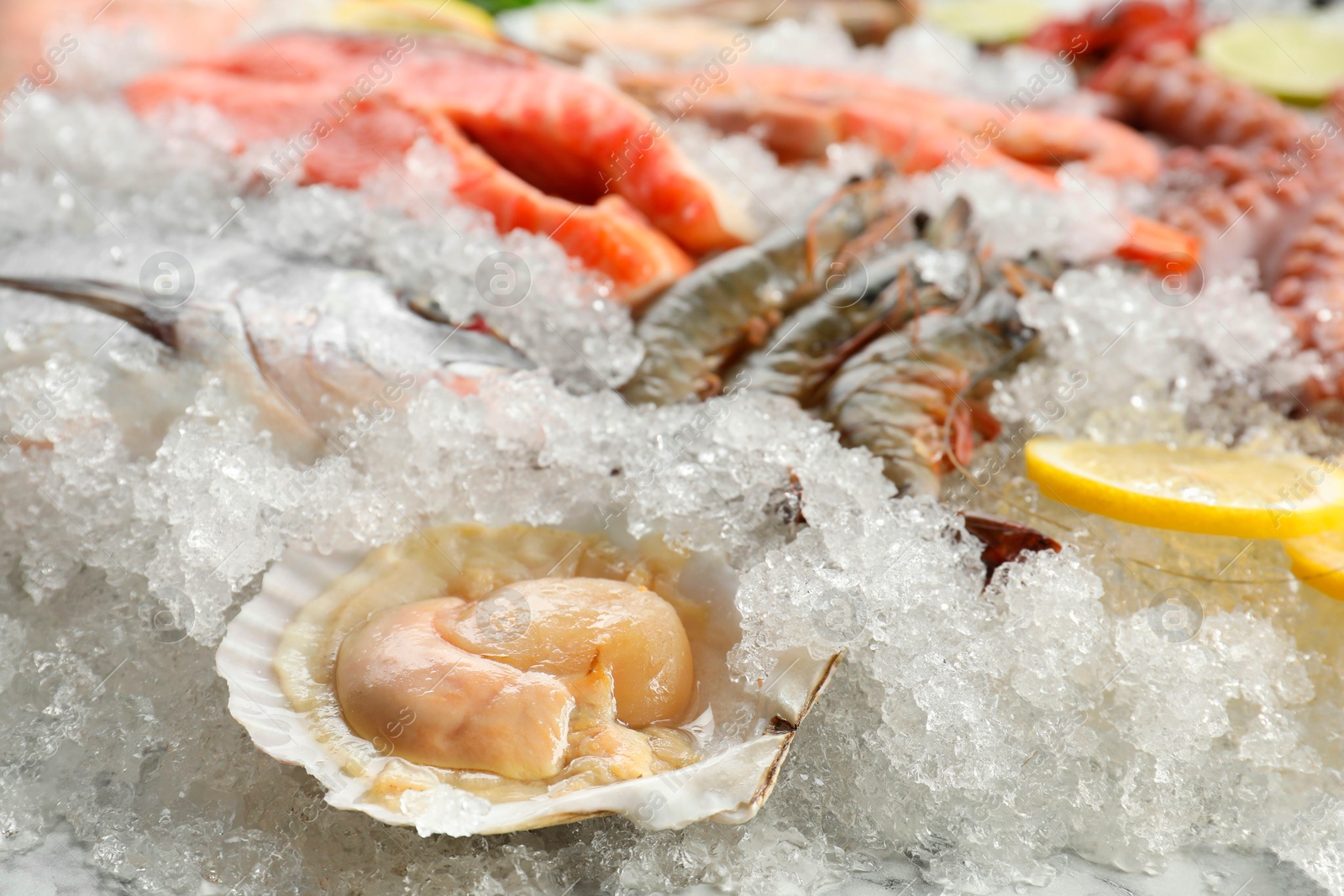 Photo of Fresh scallop, shrimps and other sea food on ice