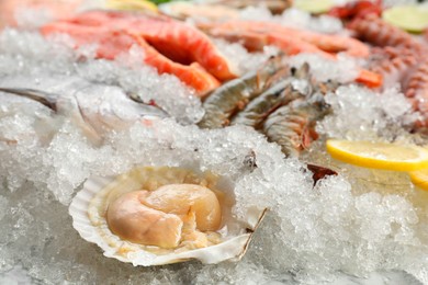 Fresh scallop, shrimps and other sea food on ice