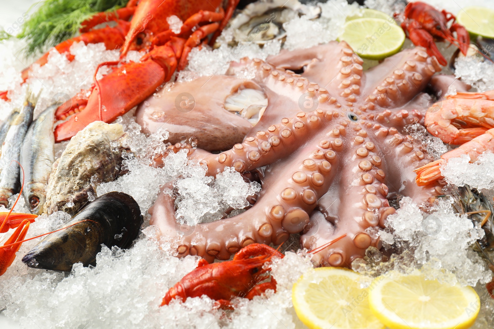 Photo of Whole fresh raw octopus and other sea food on ice, closeup