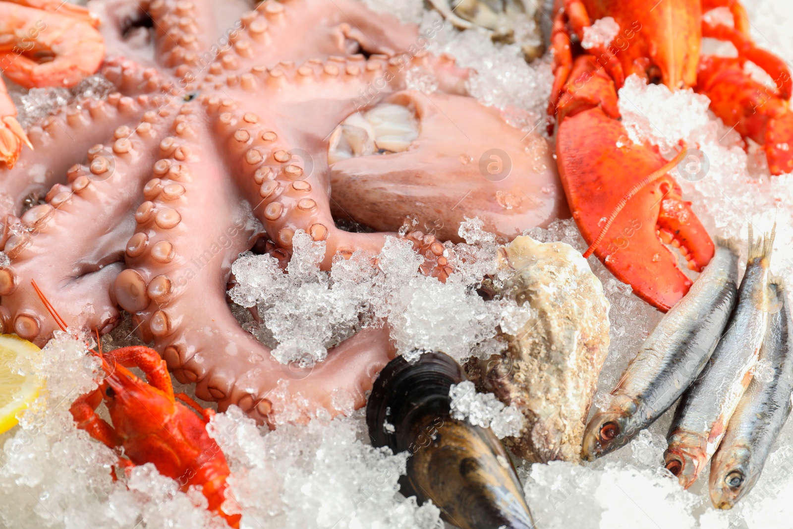 Photo of Whole fresh raw octopus and other sea food on ice, closeup