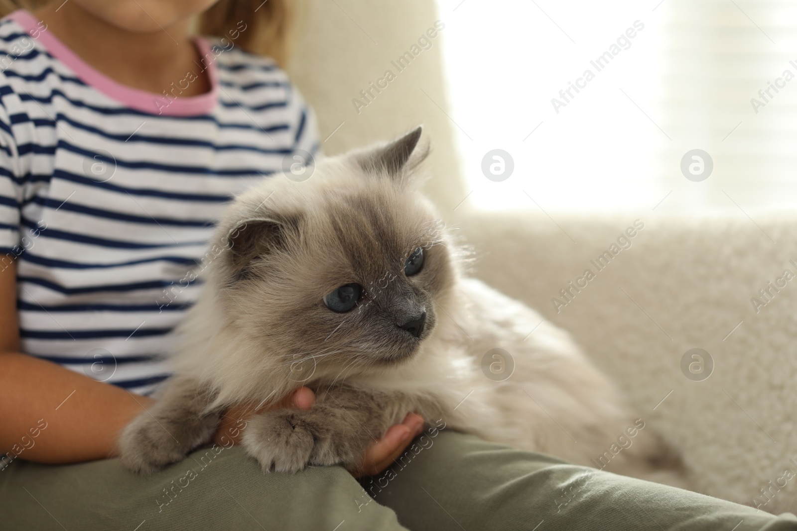 Photo of Little girl with cute kitten at home, closeup