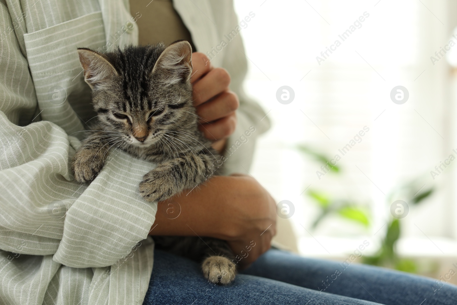 Photo of Woman with cute kitten at home, closeup