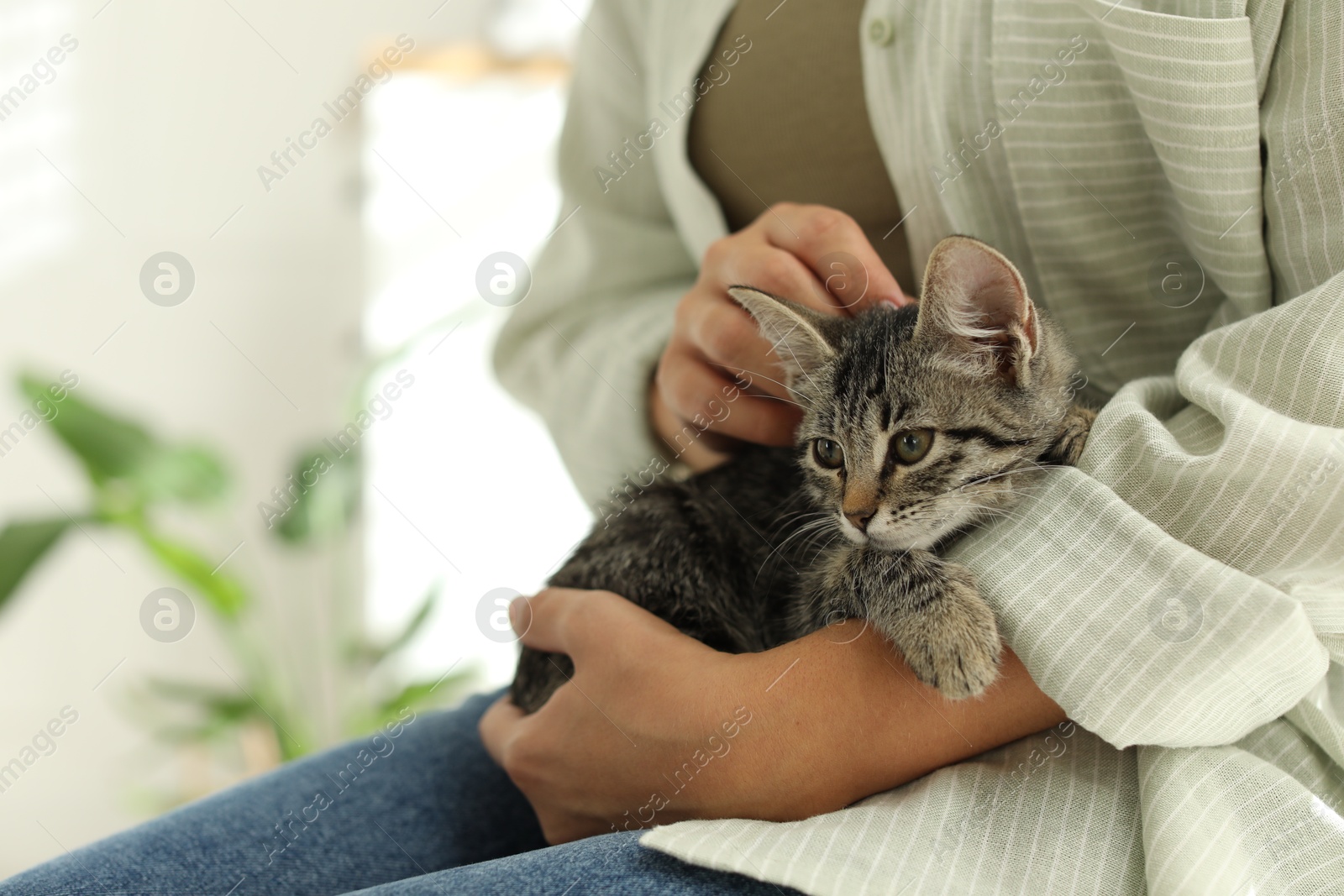 Photo of Woman with cute kitten at home, closeup