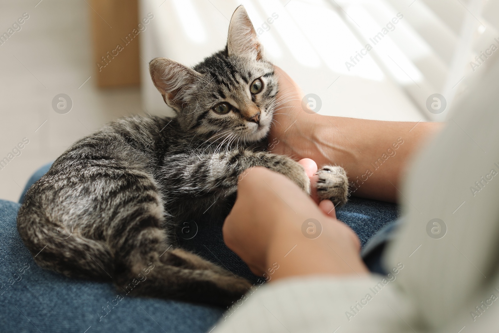 Photo of Woman with cute kitten at home, closeup