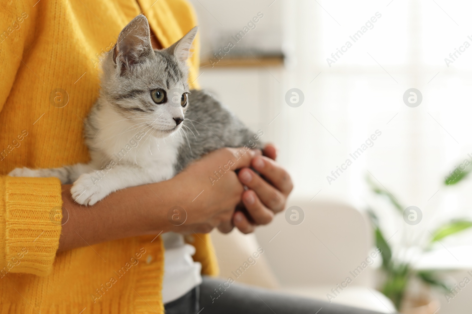 Photo of Woman with cute kitten at home, closeup. Space for text