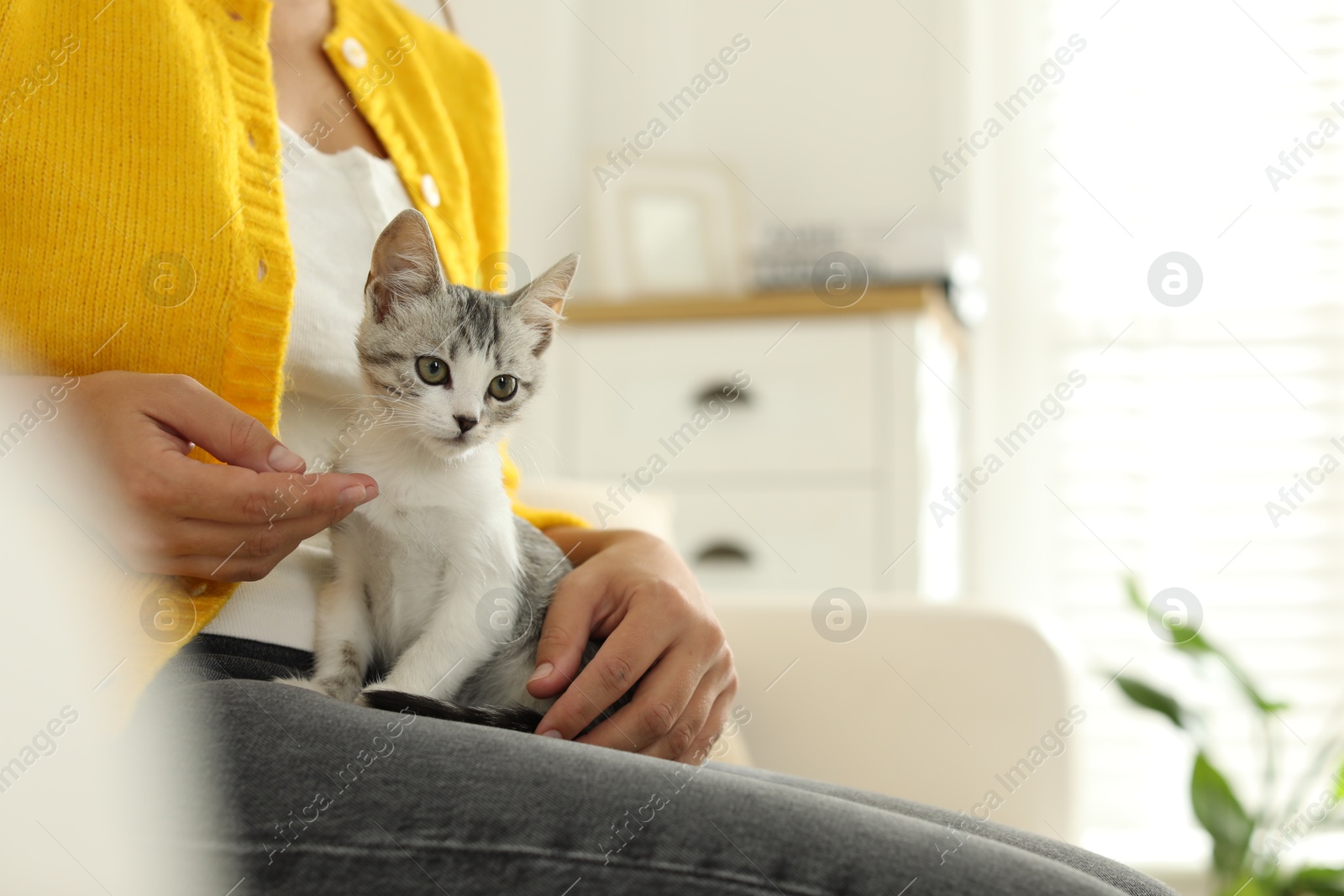 Photo of Woman with cute kitten at home, closeup. Space for text