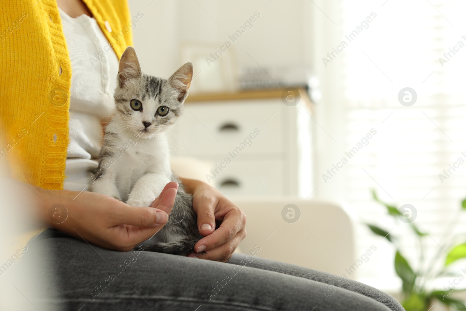 Photo of Woman with cute kitten at home, closeup. Space for text