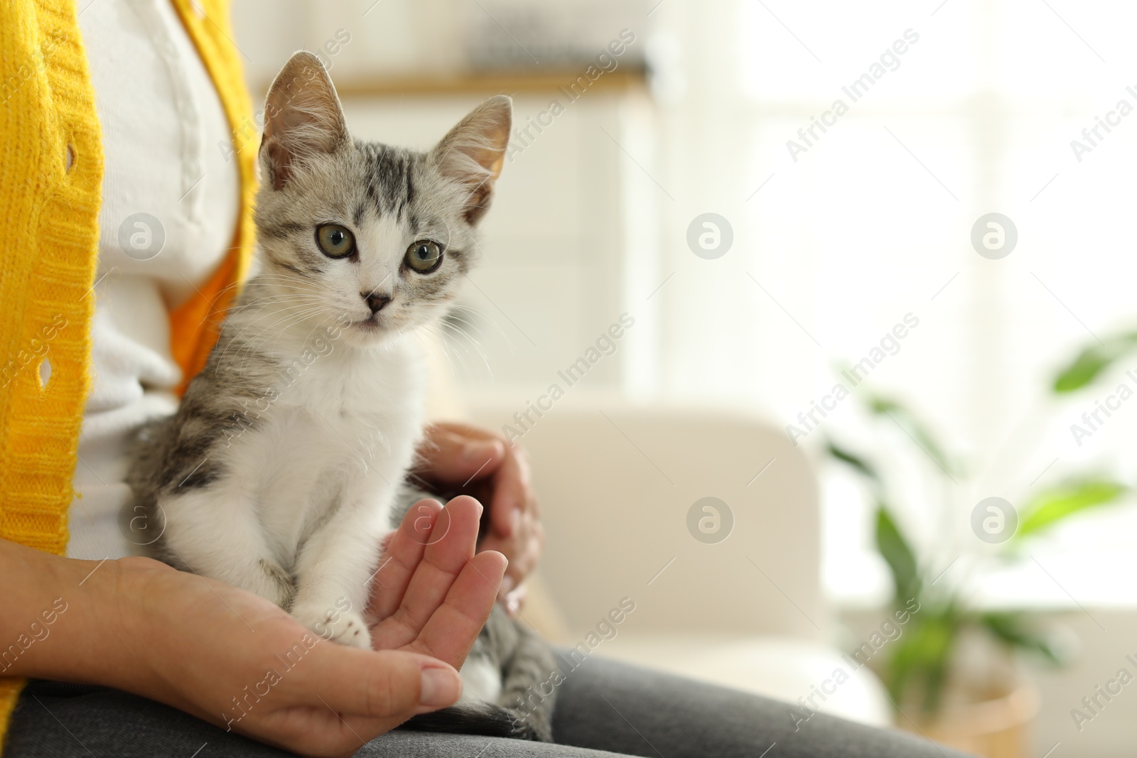 Photo of Woman with cute kitten at home, closeup. Space for text