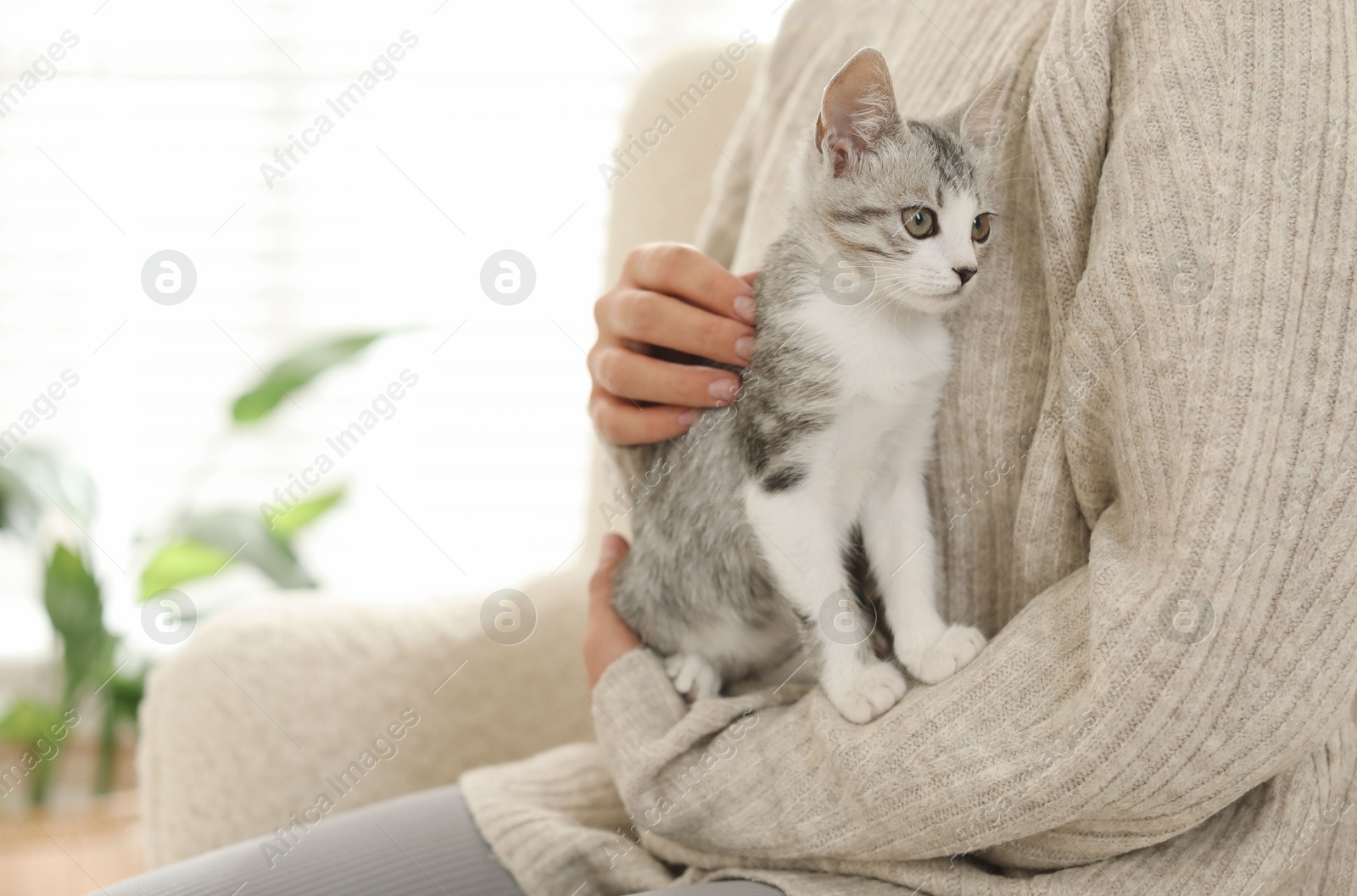 Photo of Woman with cute kitten at home, closeup