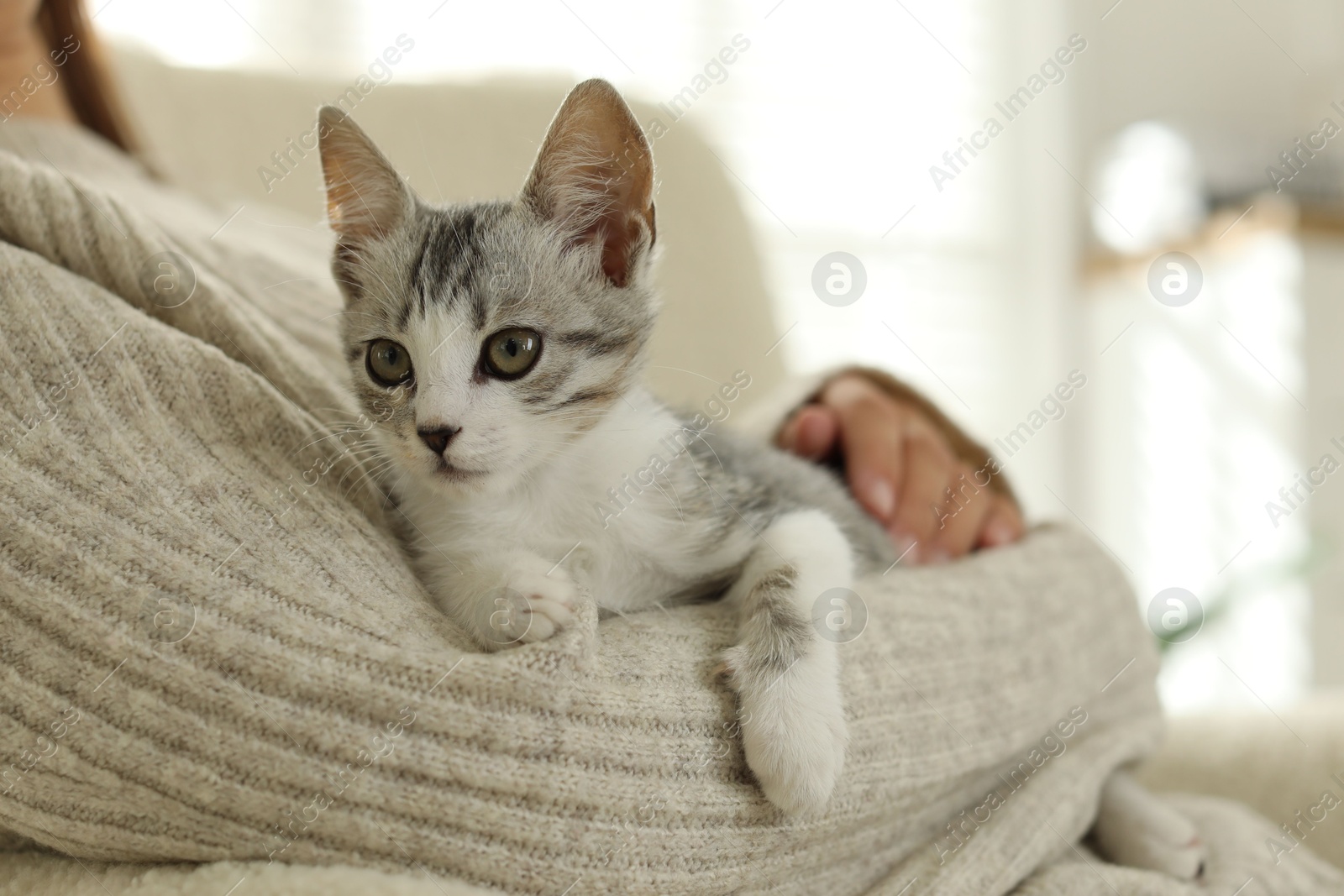 Photo of Woman with cute kitten at home, closeup