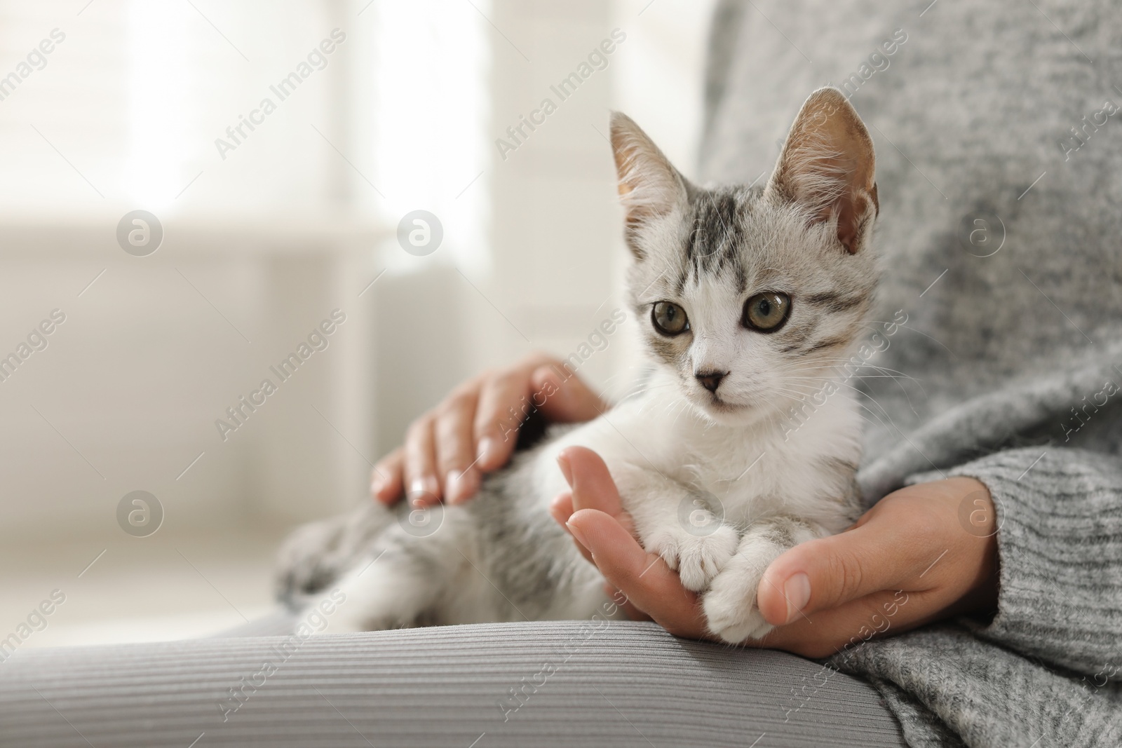 Photo of Woman with cute kitten at home, closeup