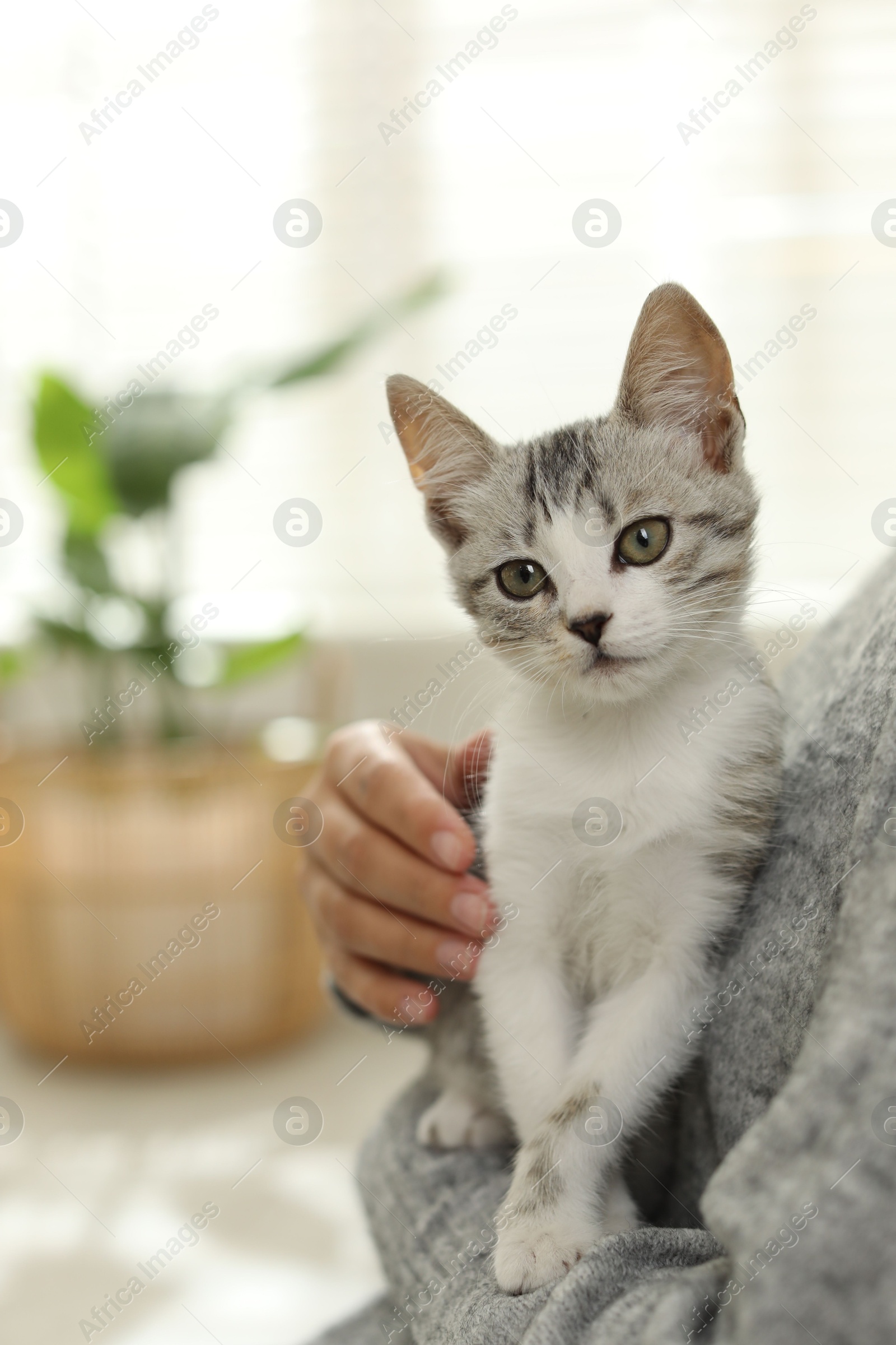 Photo of Woman with cute kitten at home, closeup