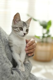 Photo of Woman with cute kitten at home, closeup