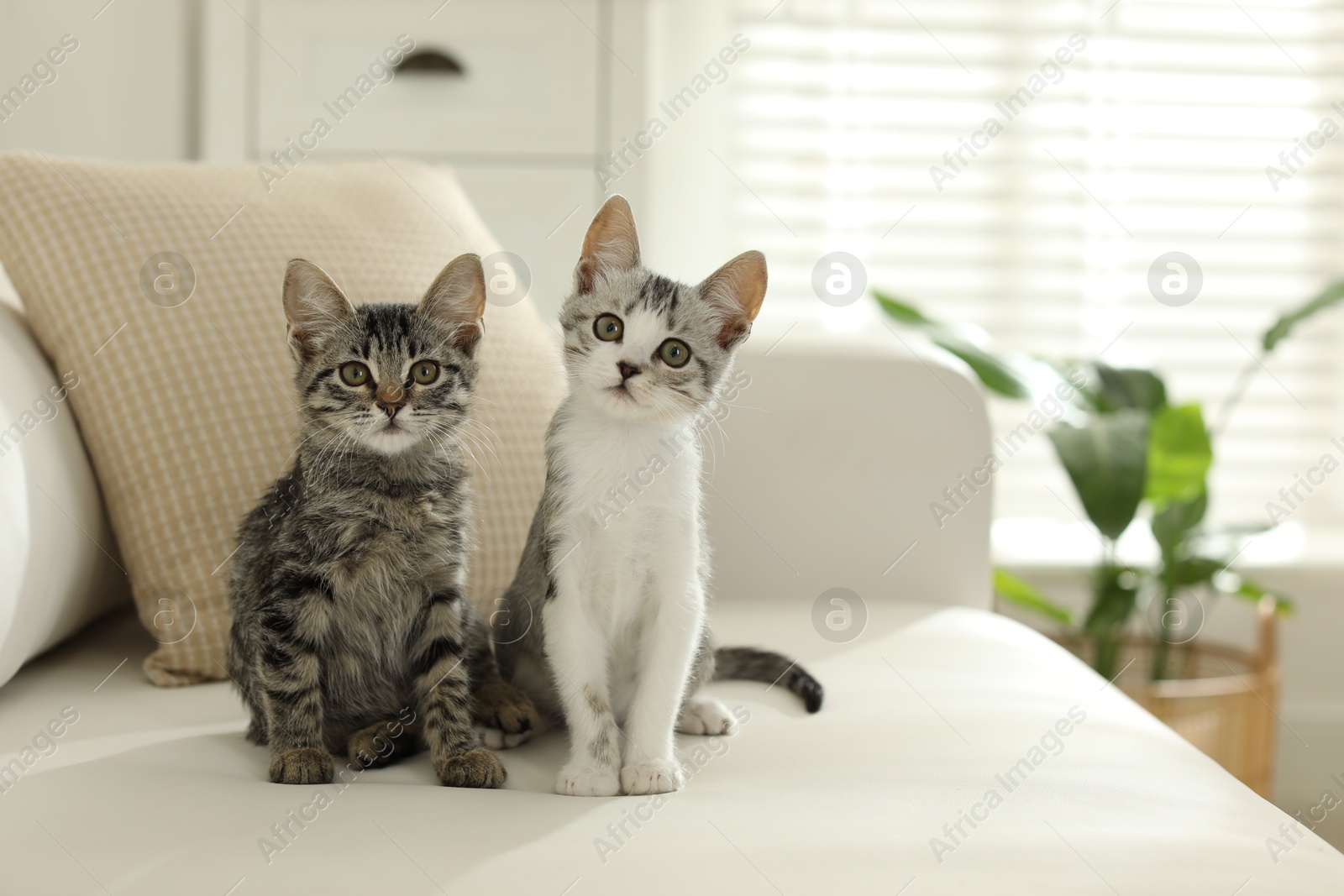 Photo of Two cute kittens on sofa at home