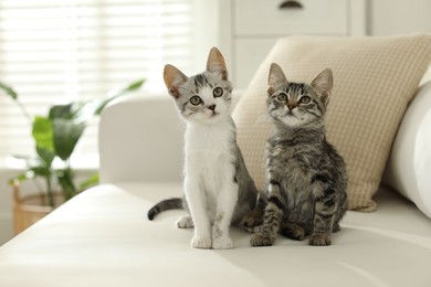 Photo of Two cute kittens on sofa at home